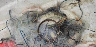 Бракониерските набези в Тича