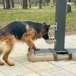 Чешми за домашни любимци в Ямбол