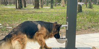 Чешми за домашни любимци в Ямбол