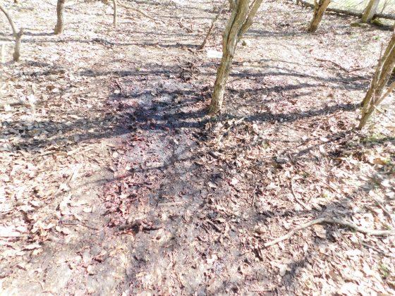 Бракониери