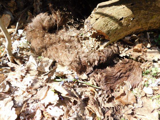 Бракониери