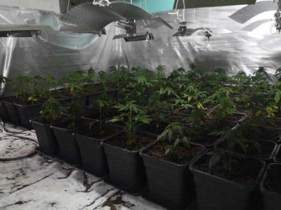 Лаборатория за марихуана