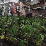 Лаборатория за марихуана