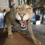 Препариран лъв