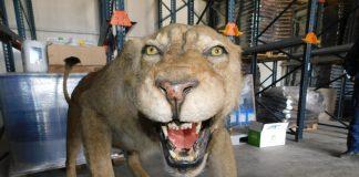 Препариран лъв