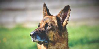 Немска овчарка, Роки