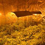 Оранжерия за канабис