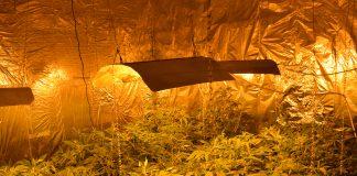 Оранжерия за канабис