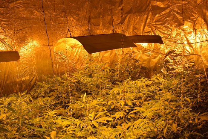 Оранжерия за канабис