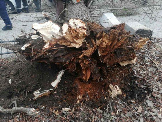 Паднало дърво