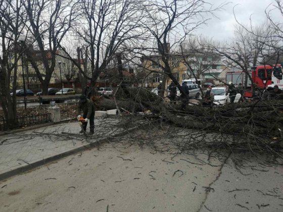 Паднало дърво