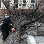 Паднало дърво