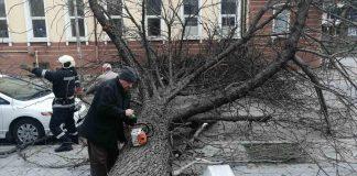 Паднало дърво