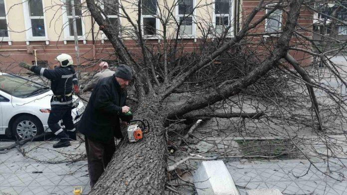Паднало дърво