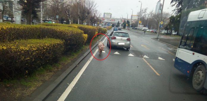 Прасе в Бургас