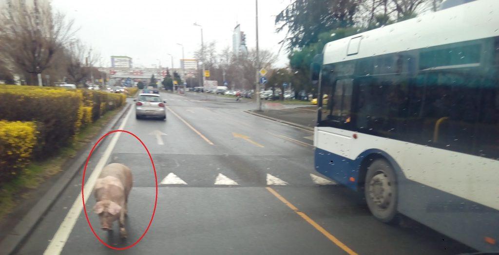 Прасе в Бургас