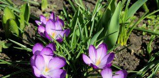 Кой български район е засаден с шафран?