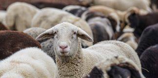 Не бъди като Петкан - тъпо е. И е вредно!