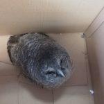 Горска улулица