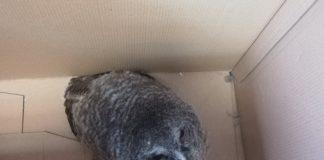 Горска улулица