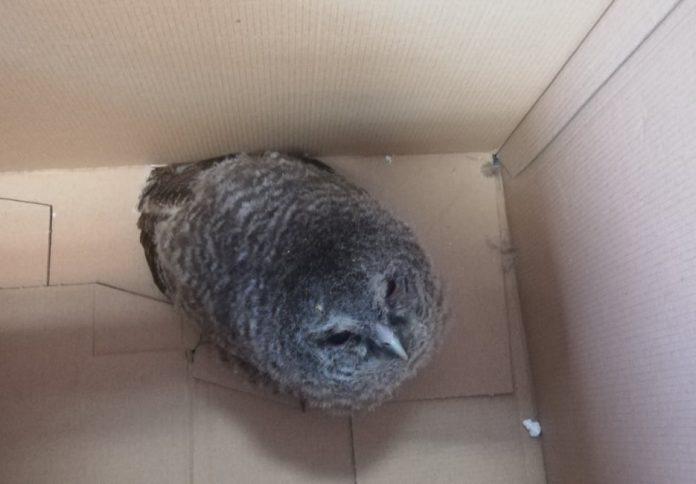 Горска улулица