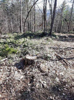 Унищожена пътека и сеч в гората