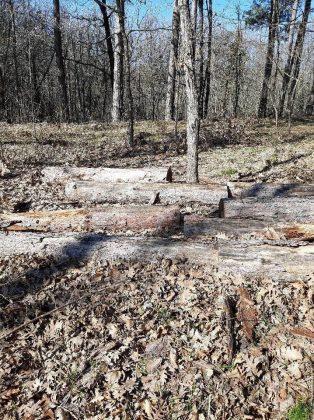 Унищожена пътека и сеч в гората