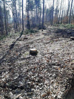 Унищожена пътека и сеч в гората