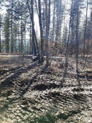 Унищожена пътека и сеч в гората