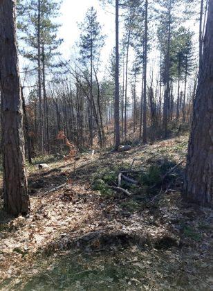 Унищожена пътека и сеч в гората