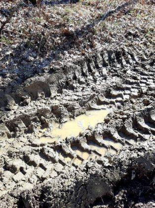 Унищожена пътека и сеч в гората