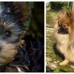„Померан“ и „Йоркширски териер“