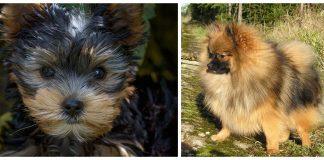 „Померан“ и „Йоркширски териер“