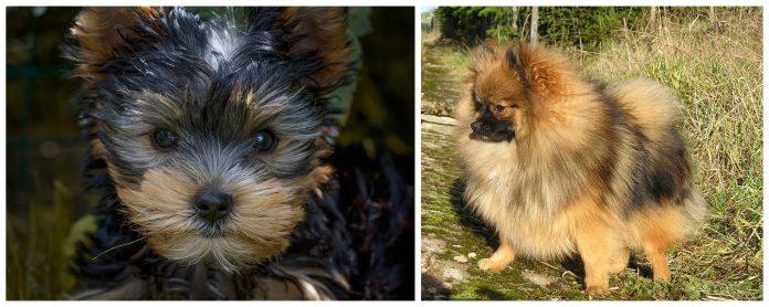„Померан“ и „Йоркширски териер“