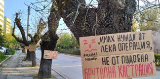 Дървета в Хасково