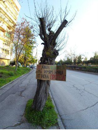 Дървета в Хасково