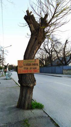 Дървета в Хасково