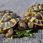 Костенурки