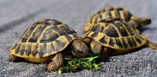 Костенурки