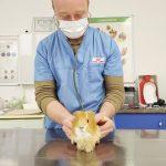 Морско свинче на преглед