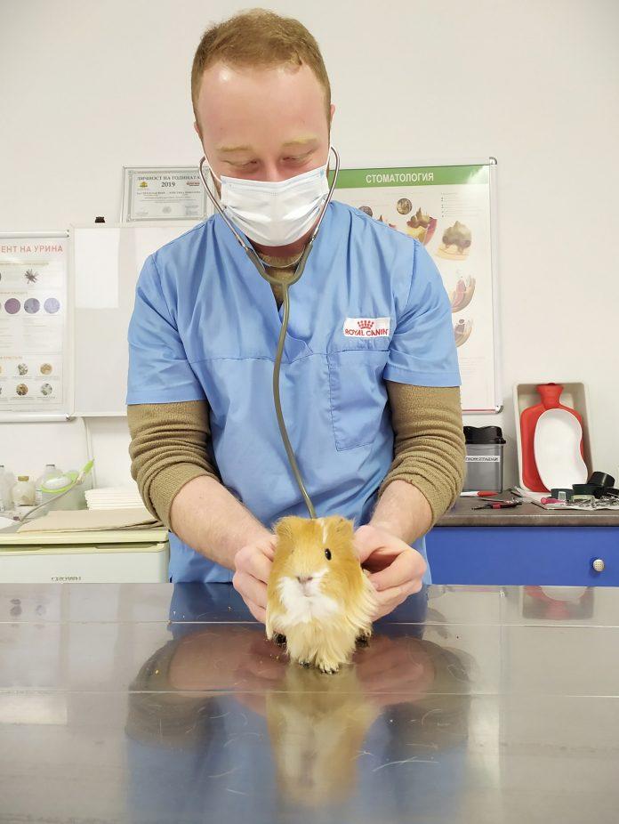 Морско свинче на преглед