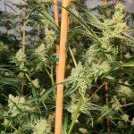 Наркооранжерия