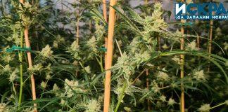 Наркооранжерия