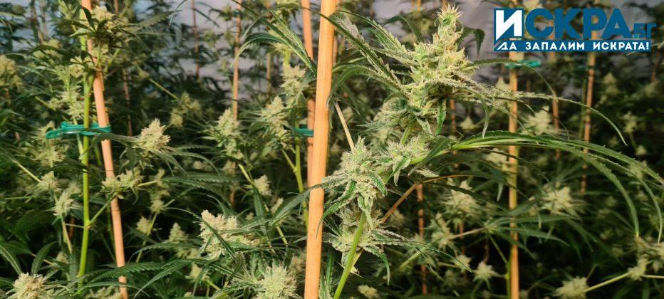 Наркооранжерия