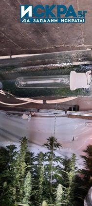 Оранжерия за отглеждане на марихуана