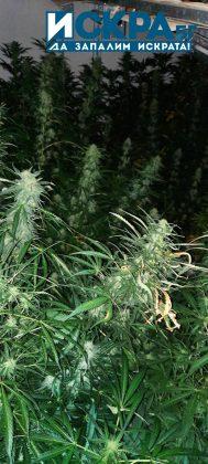 Оранжерия за отглеждане на марихуана