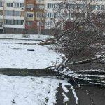 Отсечени дървета