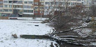 Отсечени дървета