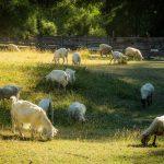 Овце и кози