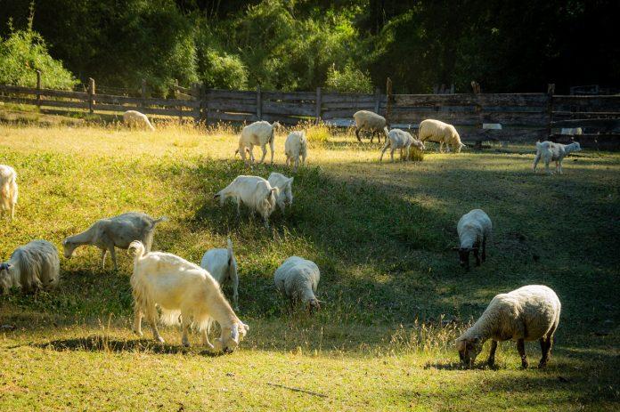 Овце и кози